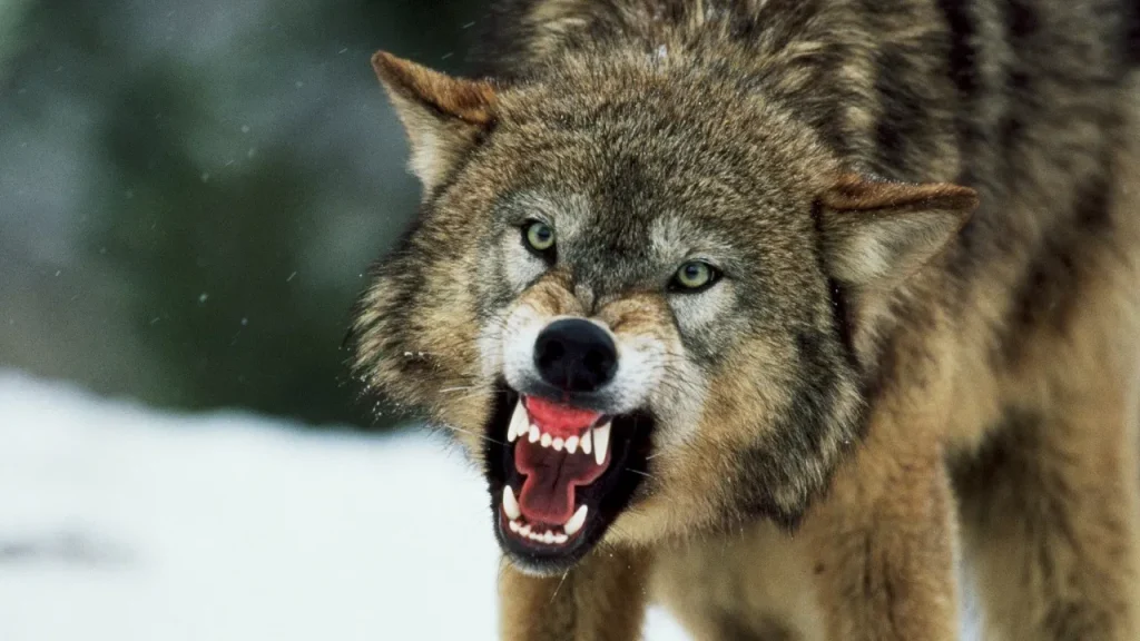  Wolf attack: भेड़ियों ने मचाया आतंक, एक ही परिवार के पाँच लोगो पर बोला हमला